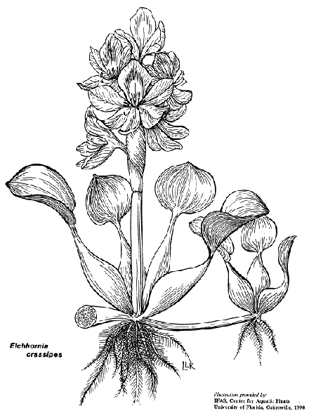 water hyacinth | Botanical drawings, Botanical illustration, Botanical  prints