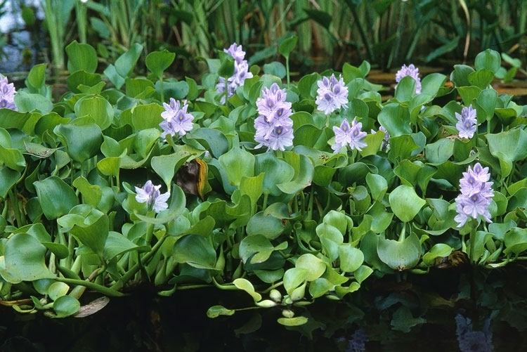 Water hyacinth with large leaves and beautiful purple flowers.