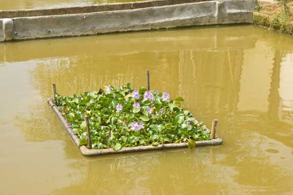 close up a water hyacinth system for treatment of wastewater in fish pond
