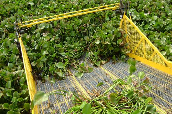 Front conveyor on aquatic weed harvester collecting water hyacinth.
