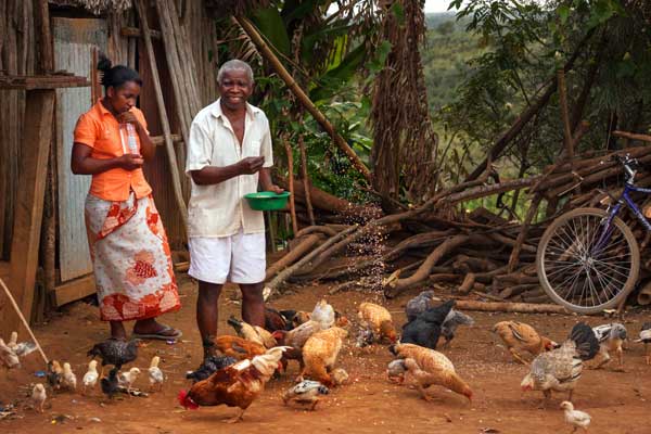 Man feeding chicken in rural Madagascar
