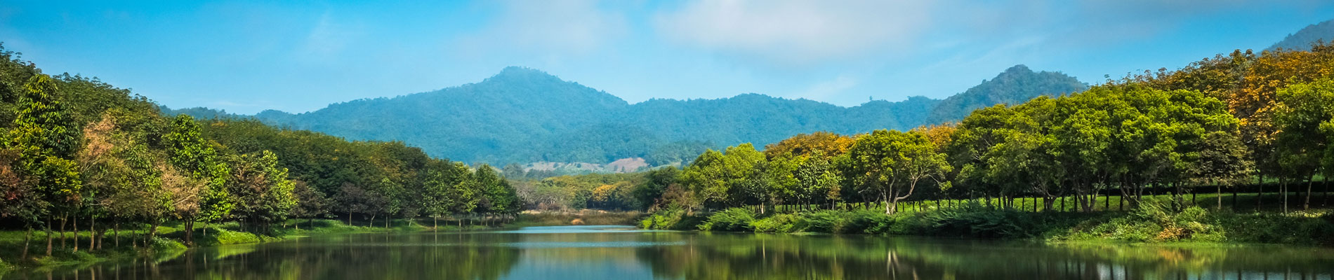 Lake, tree and mountain views