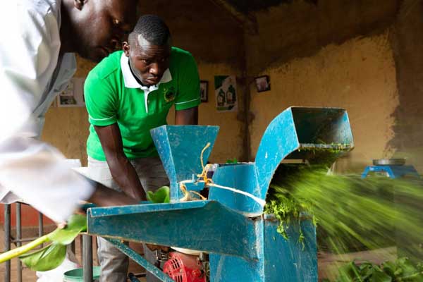 Man feeding water hyacinth into a chopping machine