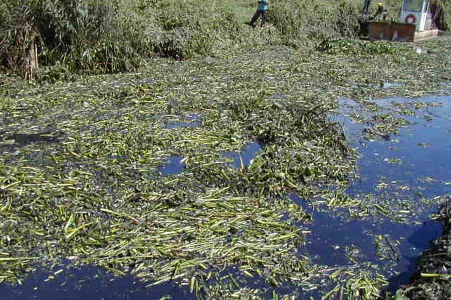 AQWH-Chopped-material-left-behind-in-canal