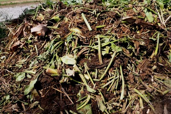 Pile of compost made with water hyacinth plants.