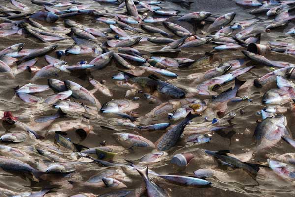 Dead fish float in a river