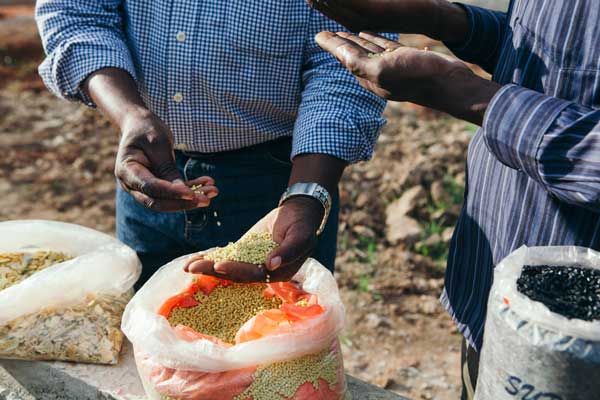 Man taking handful of fertilizer from a bag.
