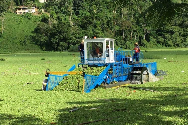 AQWH-Harvester Aquatic Weed Harvester cutting and conveying thick mats of aquatic weeds on board.