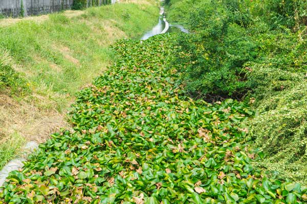 Water hyacinth clogging an irrigation canal