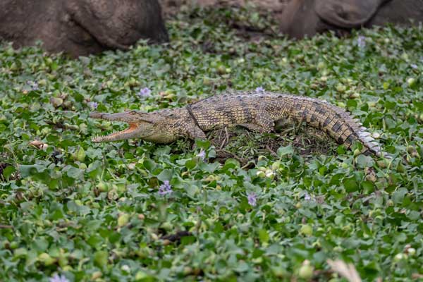 Nile crocodile (Crocodylus niloticus) in water hyacinth at Kazinga Channel, Uganda