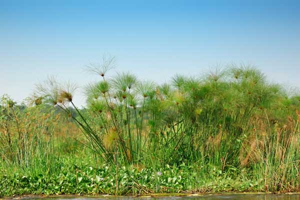 Thicket of the papyrus on the shore Victoria Nile