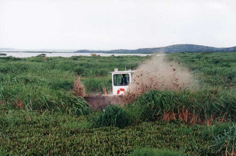Weed chopping boat looks to be on land as it is surrounded by aquatic plants and open water is only visible in the background.