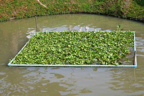 Floating structure in water with a dense mat of water hyacinth inside of it.