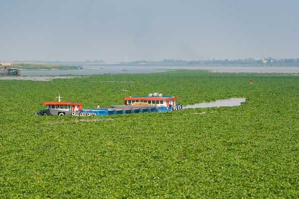Boat surrounded by floating water hyacinth and it appears to be stuck.