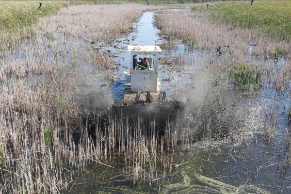 Swamp Devil Working In Cattails Chopping through Cattails in a Swamp Devil